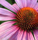 Naturopathy
