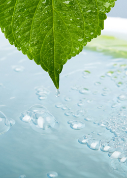 Environment